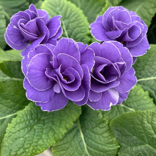 Primula Rubens Double Bleue en pot de 11cm