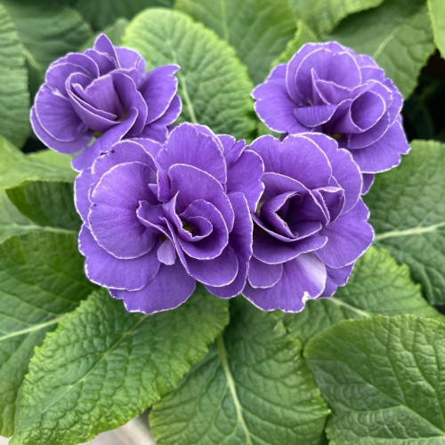 Primula Rubens Double Bleue en pot de 11cm