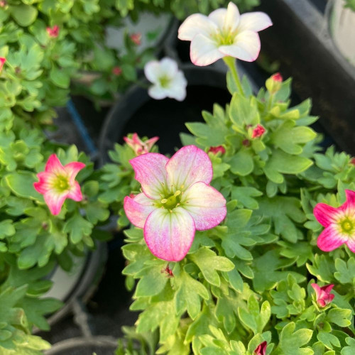 Saxifraga x arendsii 'Alpino Early Picotee' en Pot de 11cm