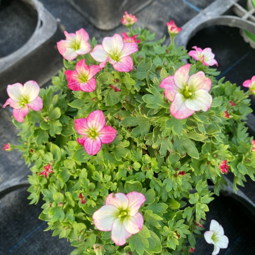 Saxifraga x arendsii 'Alpino Early Picotee' en Pot de 11cm