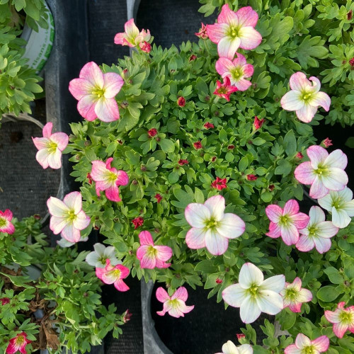 Saxifraga x arendsii 'Alpino Early Picotee' en Pot de 11cm