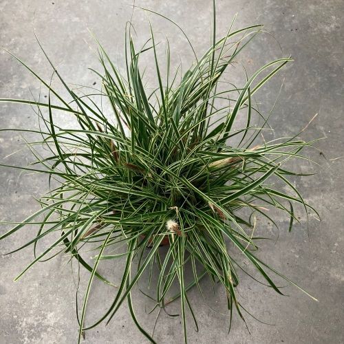 Carex Oshimensis Everest