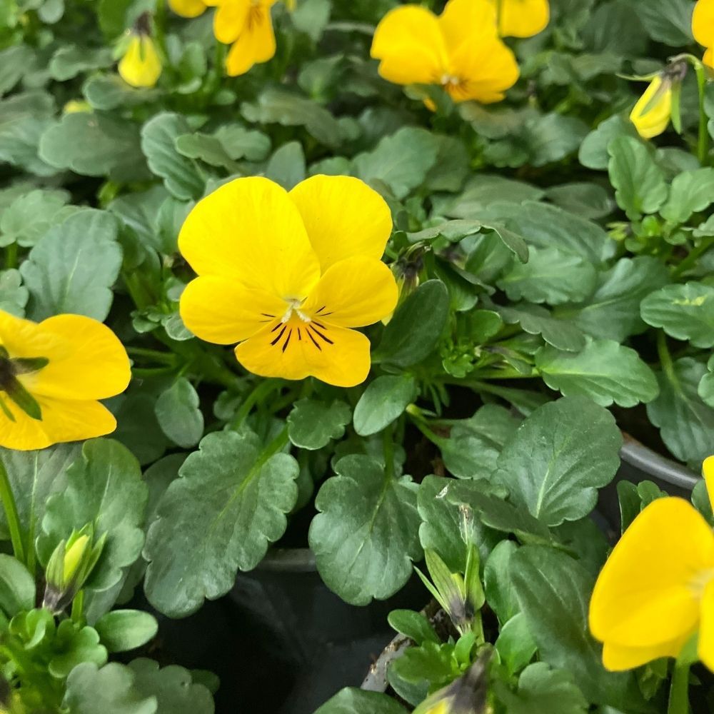 Violas Cornuta Jaune en lot de 9 pots