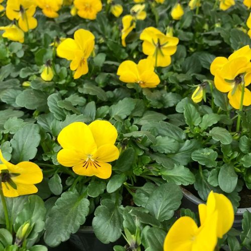 Violas Cornuta Jaune en lot de 9 pots