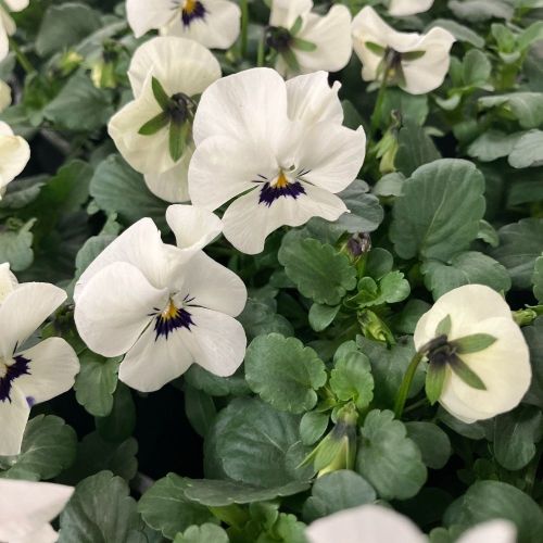 Violas Cornuta Blanches en lot de 9 pots de 9 cm