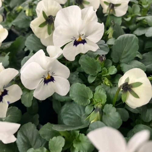 Violas Cornuta Blanches en lot de 9 pots de 9 cm