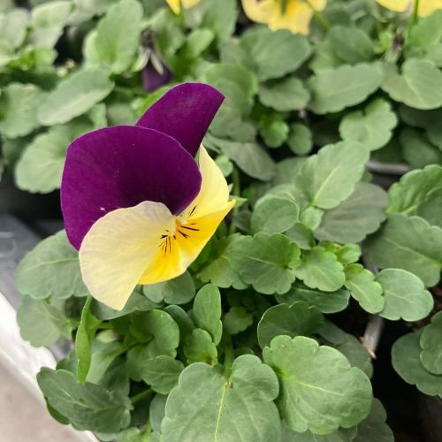 Violas Cornuta Violet-Blanc à Macule Jaune en lot de 9 pots