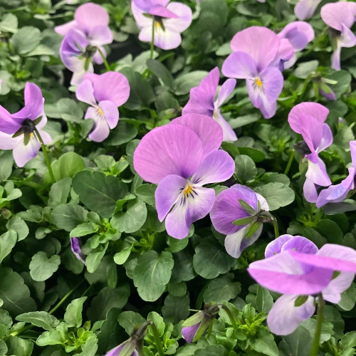 Violas Cornuta Roses à Pigment Blanc - Lot de 9 Pots de 9 cm