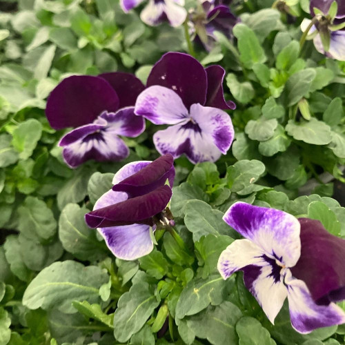 Violas Cornuta Violettes à Pigment Blanc - Lot de 9 Pots de 9 cm