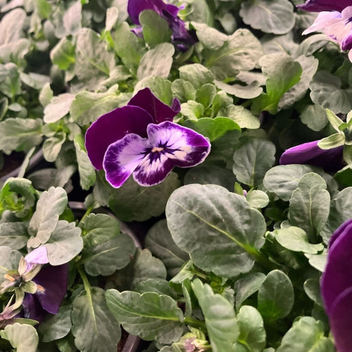 Violas Cornuta Violettes à Pigment Blanc - Lot de 9 Pots de 9 cm