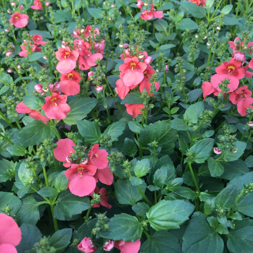 Diascia Flying Deep Salmon