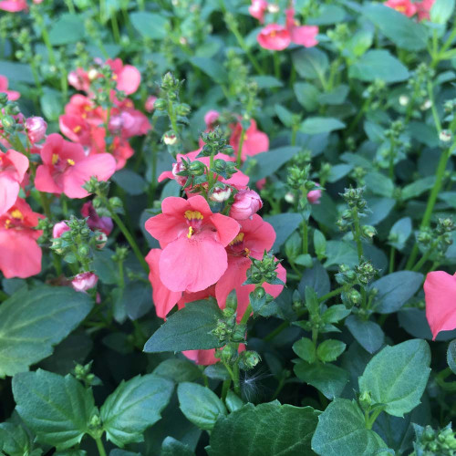 Diascia Flying Deep Salmon