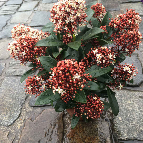 Skimmia Japonica vivace rouge