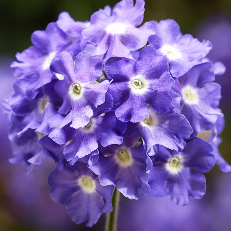 Fleur De Verveine Bleue Dans Le Jardin