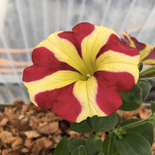 Pétunia Amore Queen of Hearts