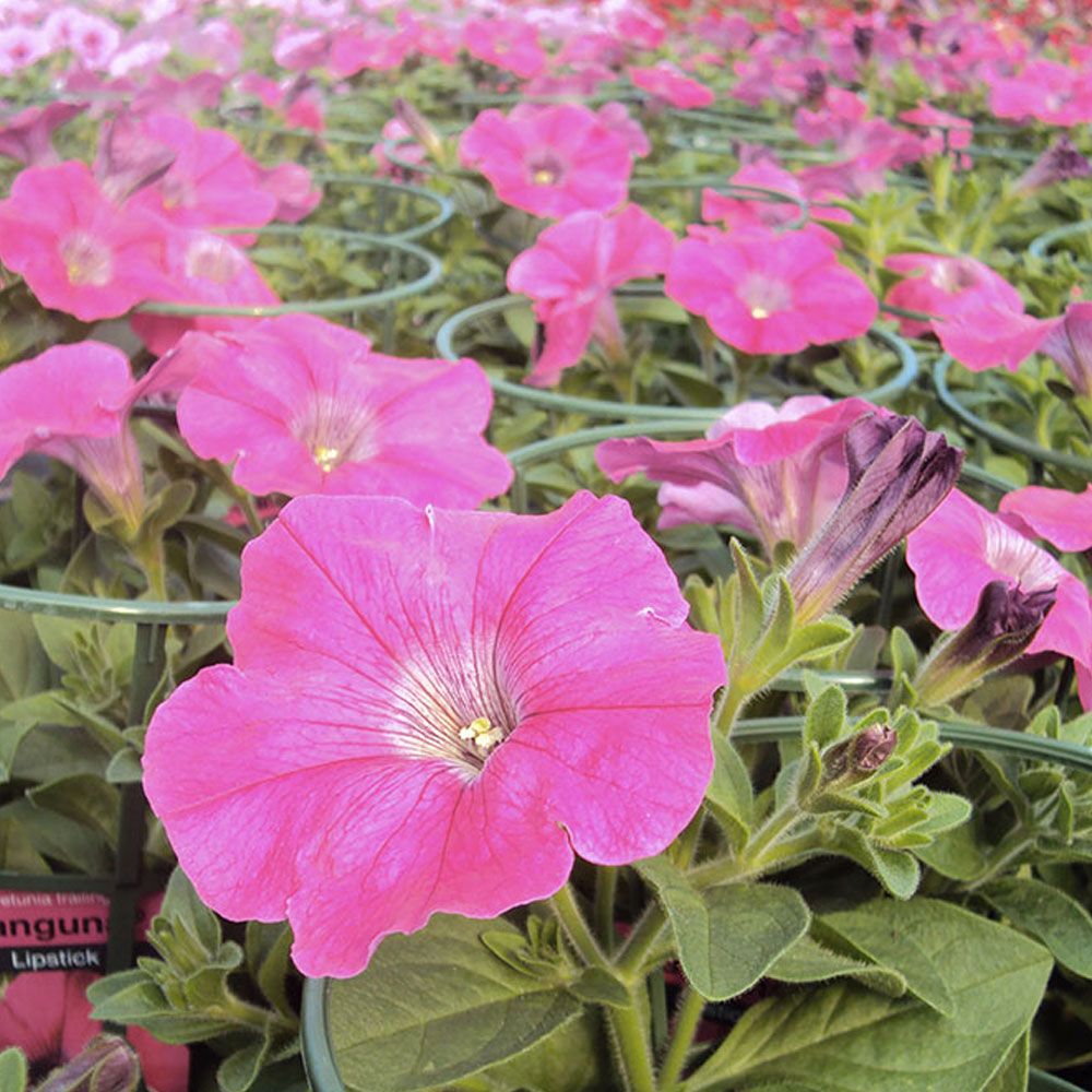 Acheter Petunia Surfinia Pink Pas Cher Sur Coclicoh.com