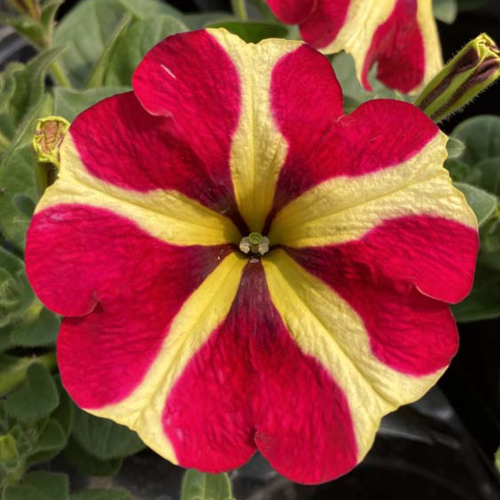 Pétunia Amore Queen of Hearts