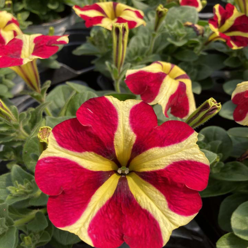 Pétunia Amore Queen of Hearts