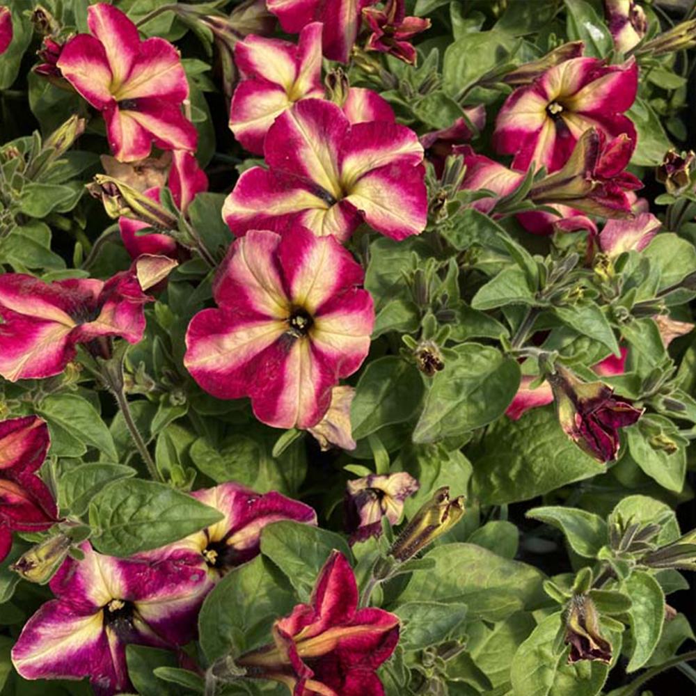 Acheter Petunia Collection Mystical Cha Ching Cherry pas cher sur