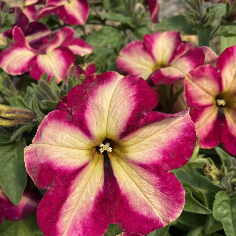 Acheter Petunia Collection Mystical Cha Ching Cherry pas cher sur