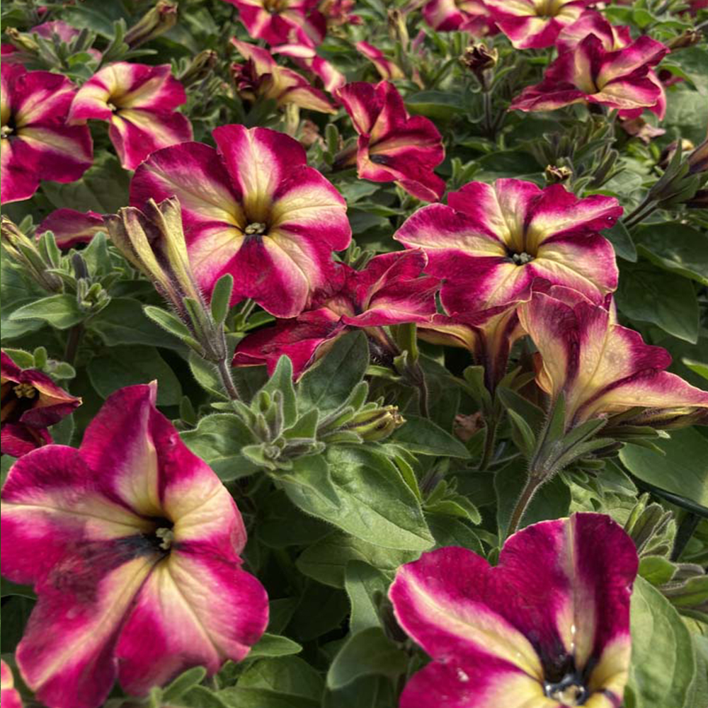 Acheter Petunia Collection Mystical Cha Ching Cherry pas cher sur