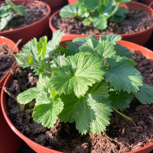 Geum Coccineum Orange Queen