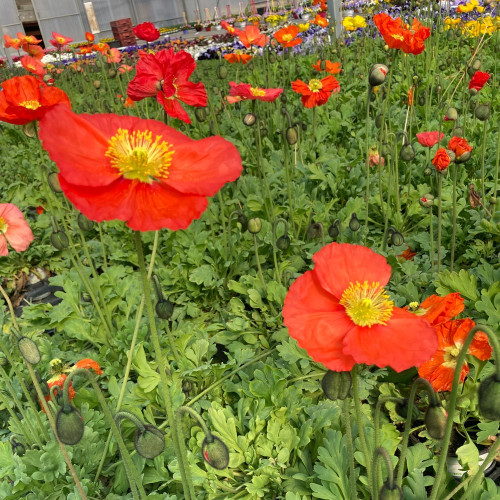 Papaver Nudicaule Spring Fever