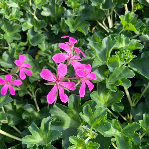 Geranium Lierre Décora Stellena