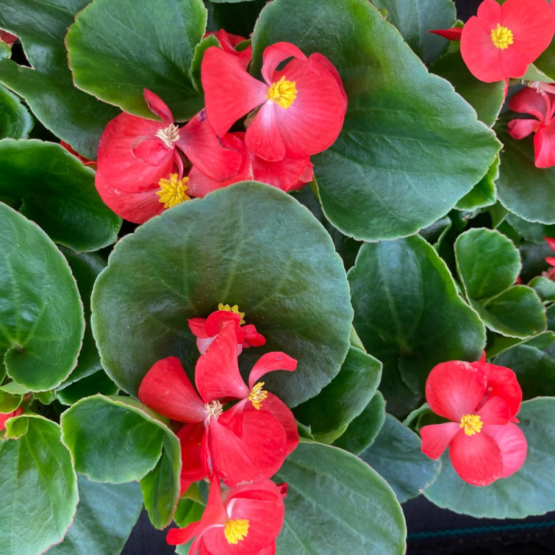 Acheter Begonia Massif Ambassador Scarlet pas cher