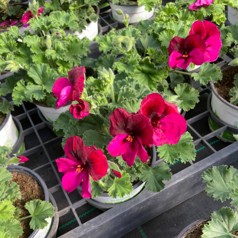 Acheter Pelargonium Pac Candy Flower Bright Red