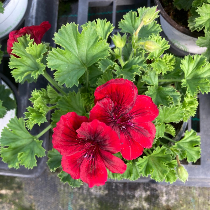 Acheter Pelargonium Pac Candy Flower Bright Red