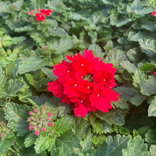 Verveine Hybrida Lanai Early Deep Red