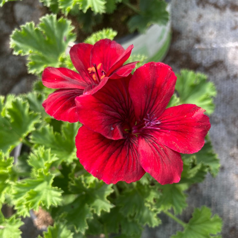 Acheter Pelargonium Pac Candy Flower Bright Red