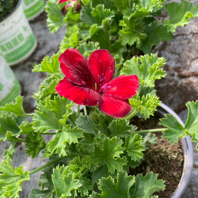 Acheter Pelargonium Pac Candy Flower Bright Red