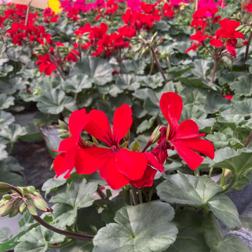 Geranium Zonal Calioppe Landscape