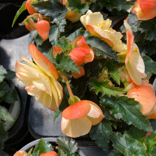 Begonia I'Conia Aroma Peach