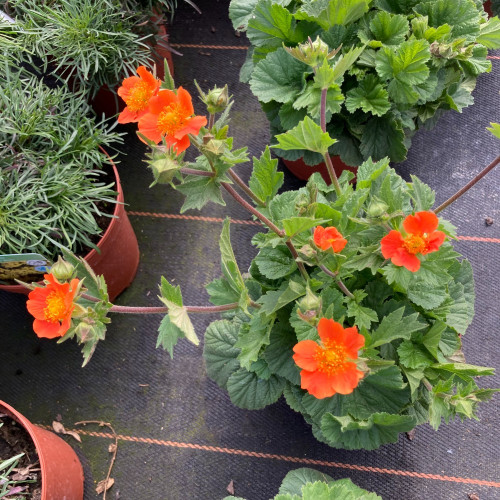 Geum Coccineum Orange Queen