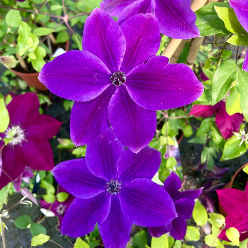 Clematites Garland Masa Pourpre