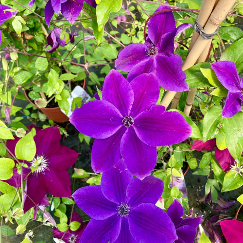 Clematites Garland Masa Pourpre