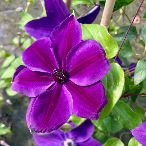 Clematites Garland Masa Pourpre