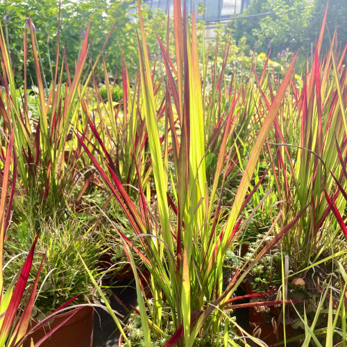 Imperata Red Baron Rouge