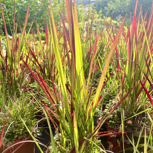 Imperata Red Baron Rouge