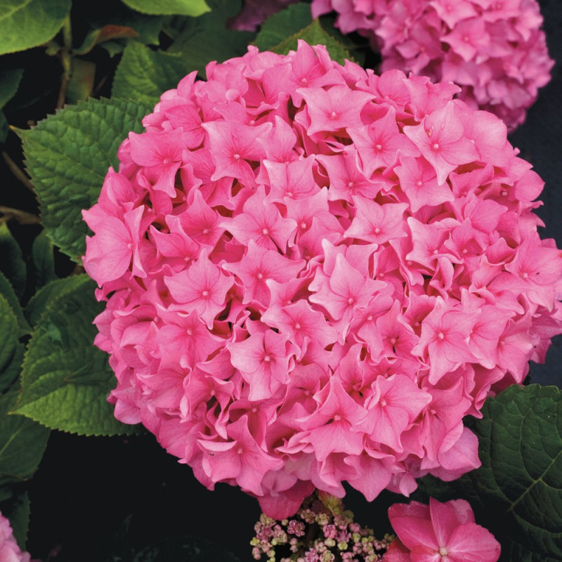 Image of Hydrangea macrophylla rose image 5