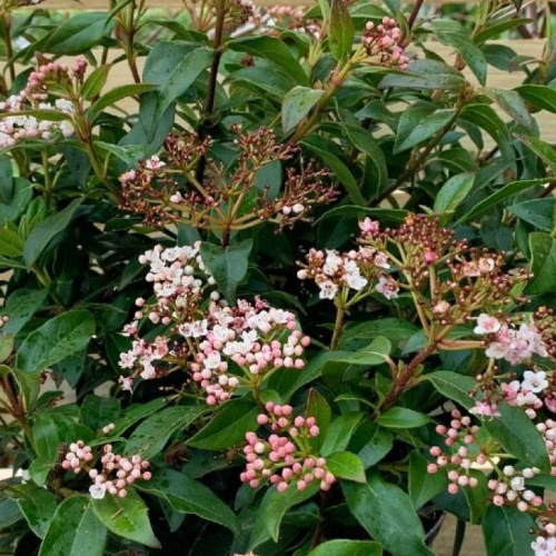 Viburnum Tinus blanc