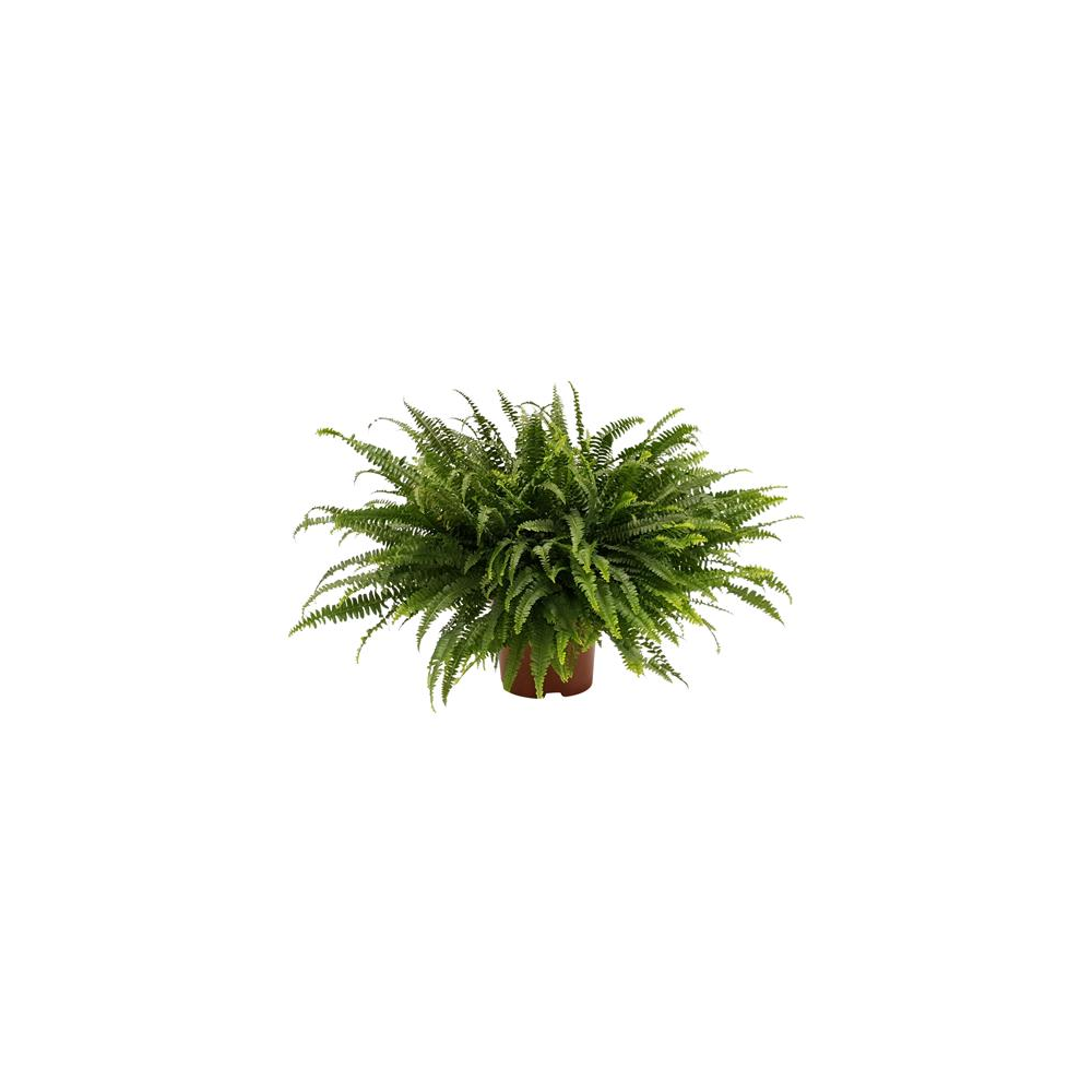 Plantes vertes d'intérieur : ficus, fougère, yucca