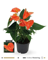 Anthurium Grandiflora Karma Orange