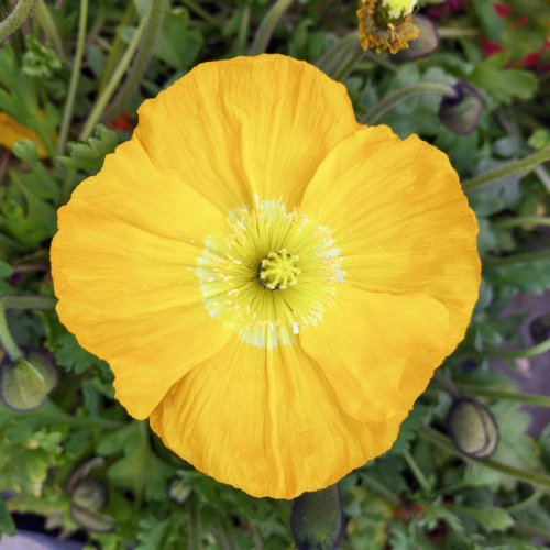 Papaver Nudicaule Jaune