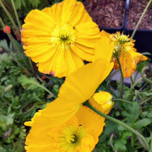 Papaver Nudicaule Jaune