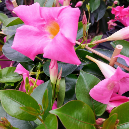 Dipladenia Sundaville Espalier Rose