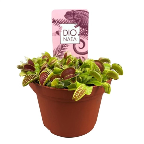 Dionaea Muscipula Plante carnivore cultivée en pot de 12cm